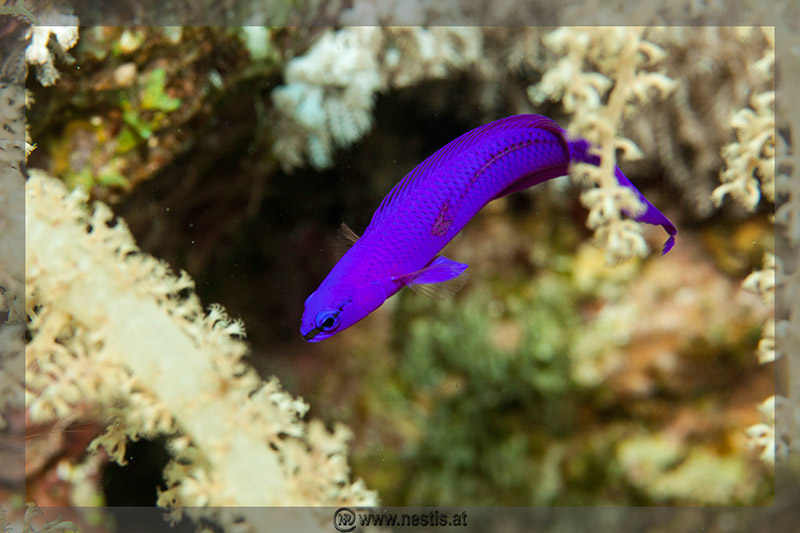 %_tempFileName_MG_8520%