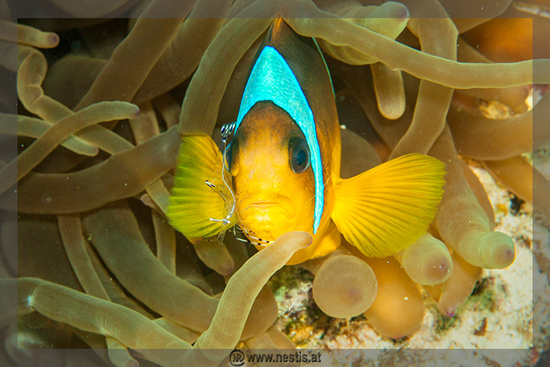 %_tempFileName_MG_8527%