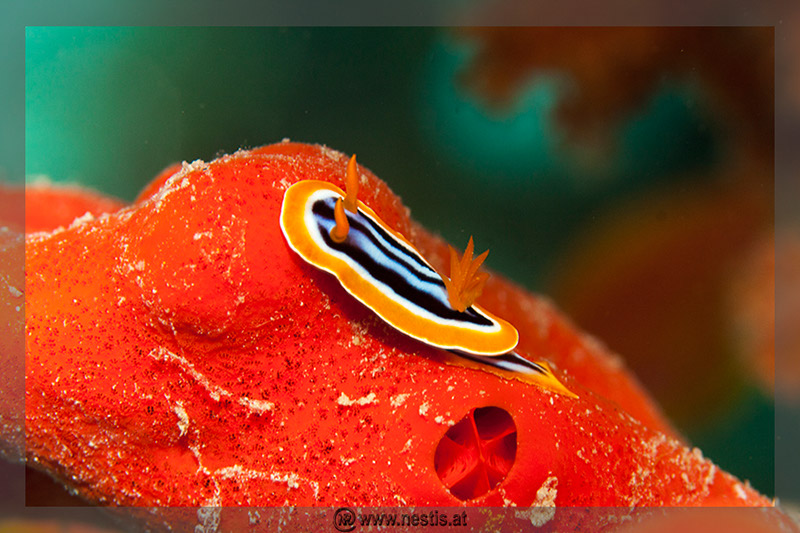 %_tempFileName_MG_8532%