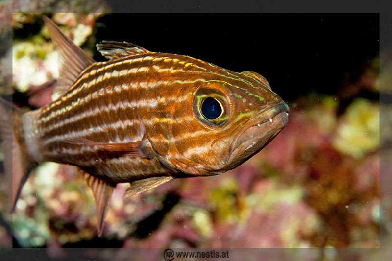 %_tempFileName_MG_8548%