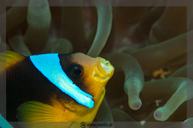 %_tempFileName_MG_8553%