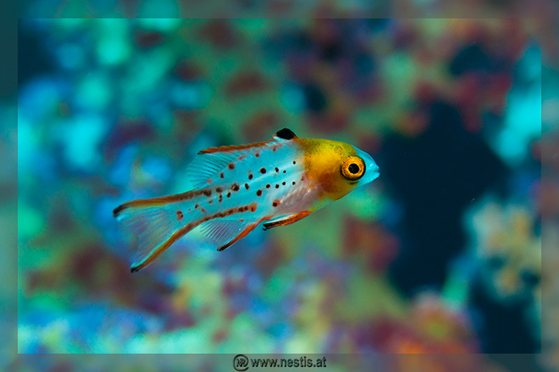 %_tempFileName_MG_8590%