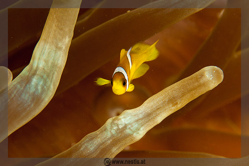 %_tempFileName_MG_8603%