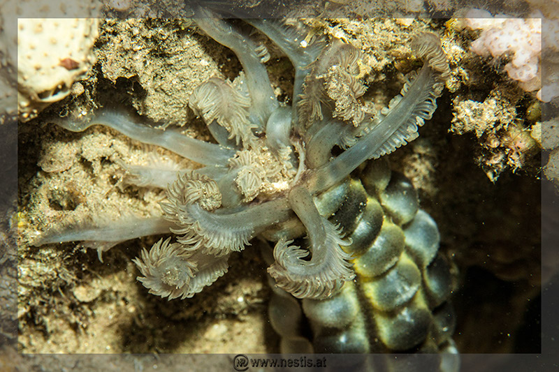 %_tempFileName_MG_8646%